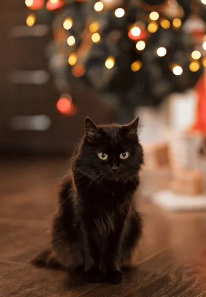 Černá kočka se dívá na kameru a zadek na pozadí — Stock fotografie
