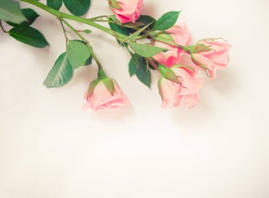 Beyaz arka planda pembe gül çiçekleri. Uzayı kopyala Üst görünüm.