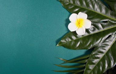 Palmiye yaprağı ve çiçek koyu yeşil arka planda Plumeria frangipani. Uzayı kopyala Üst görünüm
