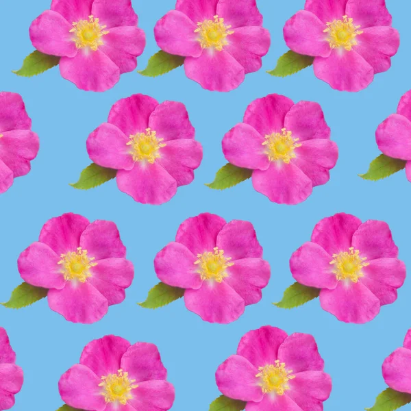 花的狗玫瑰花纹背景质感 蓝色背景的野粉红玫瑰 — 图库照片