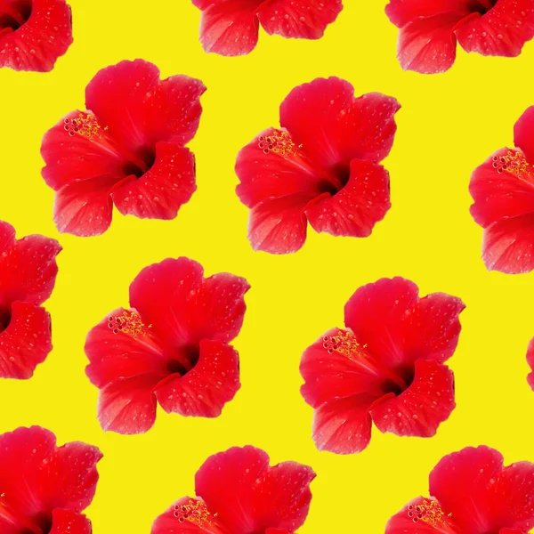 Large Flower Red Hibiscus Hibiscus Rose Sinensis Pattern Background Yellow — Stock Photo, Image