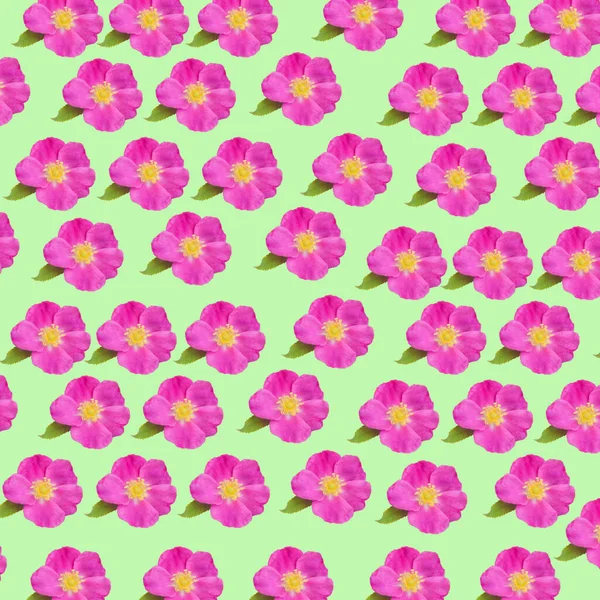 花的狗玫瑰花纹背景质感 绿色背景上的野粉红玫瑰 — 图库照片