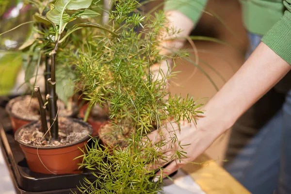 Pflege Von Zimmerpflanzen Konzept Des Hausgartens Frühlingszeit Junge Gärtnerin — Stockfoto