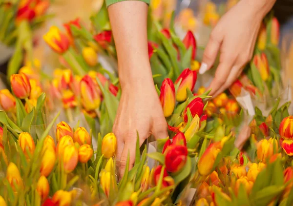 Young woman picks tulips in the store.