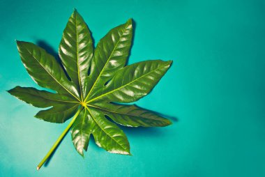 Koyu yeşil arka planda palmiye yaprağı. Uzayı kopyala Üst görünüm