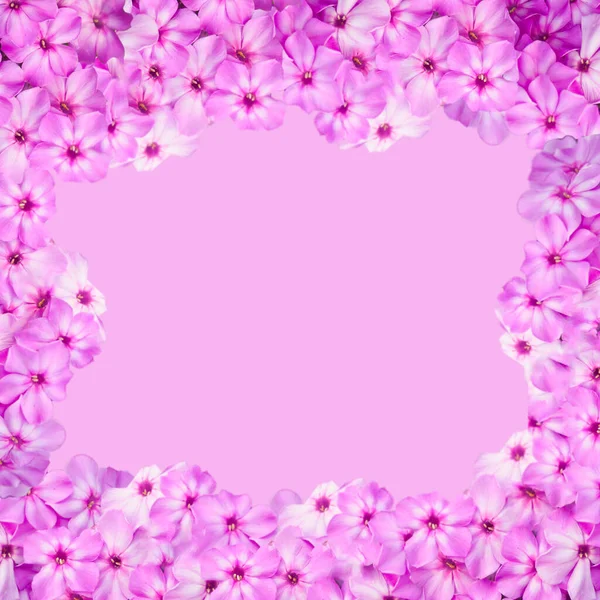 Różowe Kwiaty Ramki Różowym Tle Przestrzeń Kopiowania — Zdjęcie stockowe