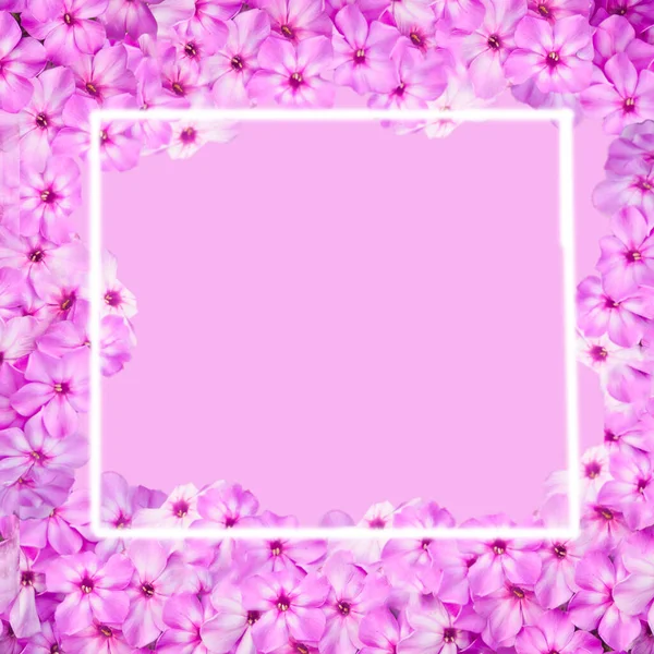 Ροζ Λουλούδια Καρέ Στο Ροζ Φόντο Αντιγραφή Χώρου — Φωτογραφία Αρχείου