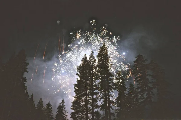Dark Forest Background Fireworks — Stock Photo, Image