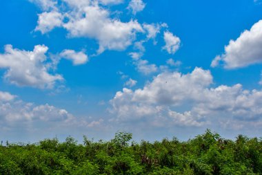 Ağaçların tepesinde, gökyüzü arkada..