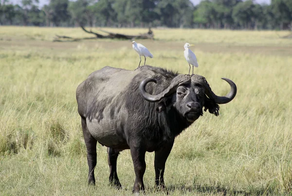 Buffalo Com Dois Pássaros Topo Savana Africana — Fotografia de Stock