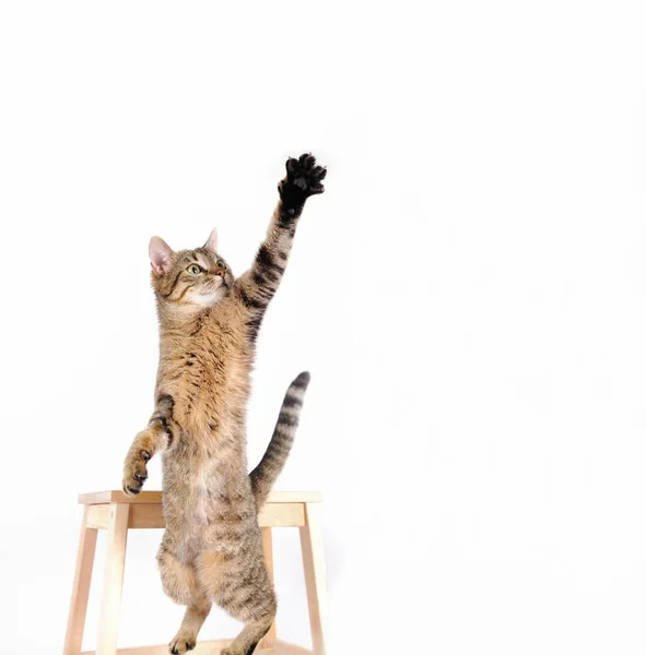 Cat are standing and rising hand on the white background — Stock Photo, Image