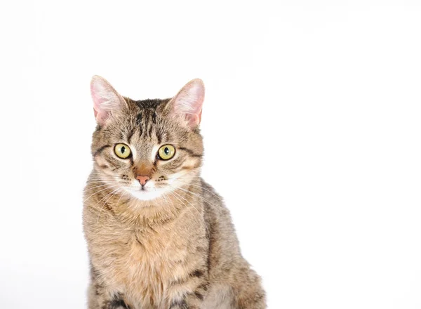 Portret van de blik van de kat — Stockfoto