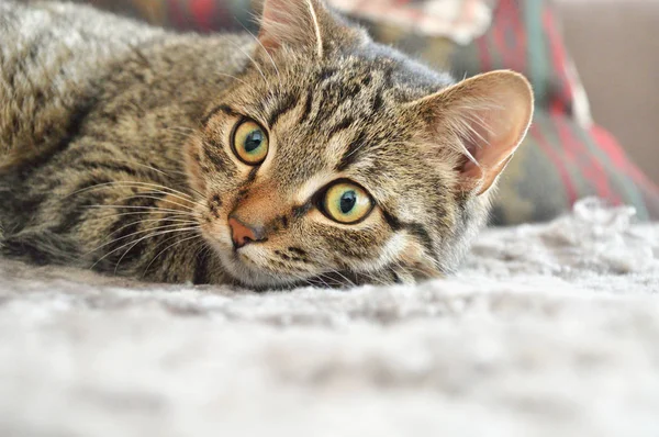 Halı üzerinde temkinli kedi — Stok fotoğraf