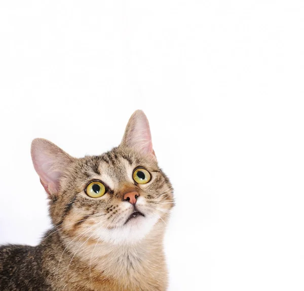 Şirin kedi surat. — Stok fotoğraf