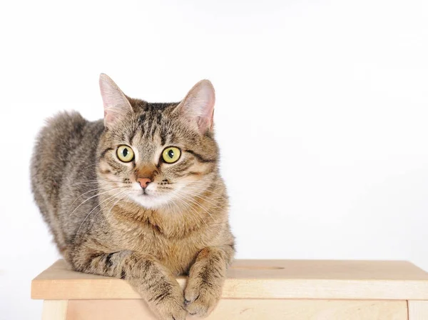 Chat rayé couché sur une chaise et regarde attentivement la caméra — Photo