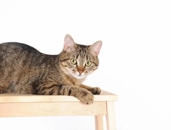 Kedi bir sandalyenin üstüne yalan çizgili ve kameraya benziyor — Stok fotoğraf