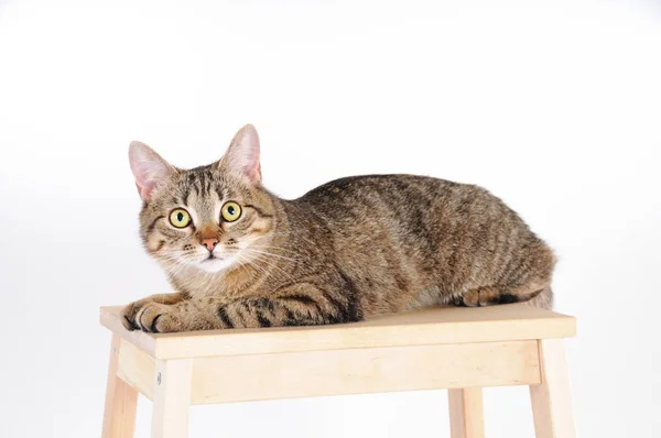 Çizgili kedi bir sandalye ve dikkatle yalan kameraya görünüyor — Stok fotoğraf