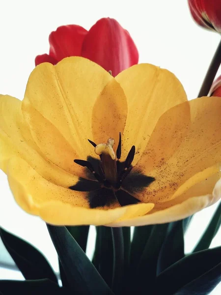 Tulipa Amarela Fundo Branco Tulipa Close Tiro Sob Iluminação Artificial — Fotografia de Stock