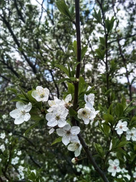 春の開花写真は 小さな5弁の白い花で覆われた開花木の枝の終わりを示しています 果樹園で春の日の昼間に作られた — ストック写真