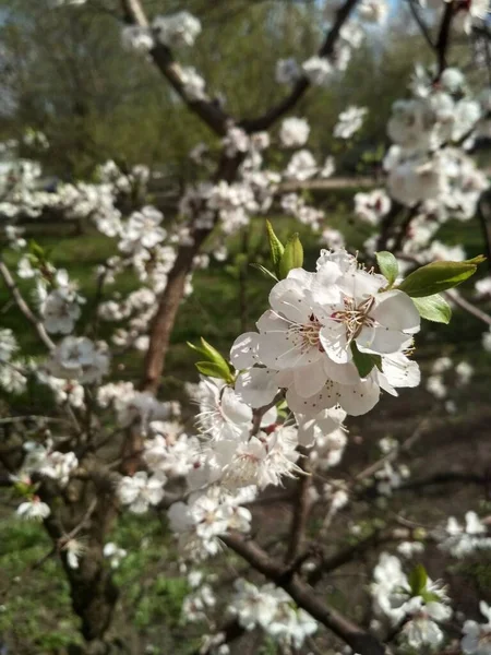 Frühjahrsblüte Das Foto Zeigt Eine Nahaufnahme Eines Zweiges Eines Blühenden — Stockfoto