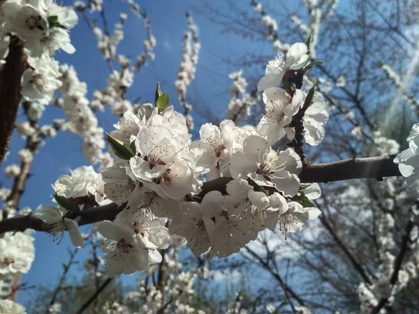 Floraison Printanière Photo Montre Gros Plan Une Branche Arbre Fleurs — Photo