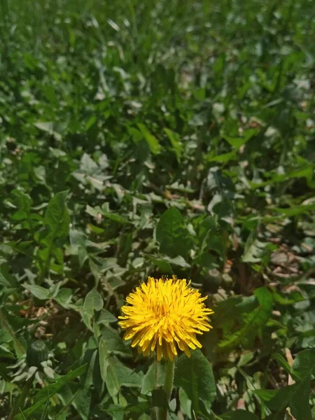 Gele Paardebloem Het Gras Foto Toont Een Gele Bloeiende Paardebloem — Stockfoto