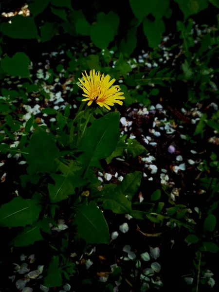 Желтый Одуванчик Траве Фото Желтый Цветущий Одуванчик Растущий Земли Окруженный — стоковое фото