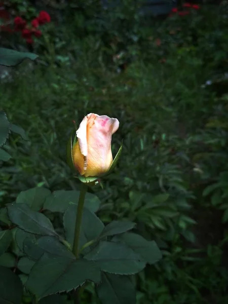 Bud Rosa Branca Foto Mostra Botão Solitário Uma Rosa Branca — Fotografia de Stock