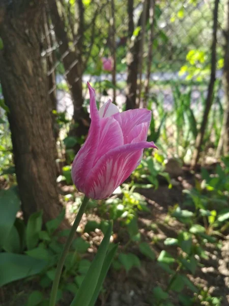 图为春夏两色 白色和淡紫色 的郁金香在园中 在白天的特写中绽放 — 图库照片
