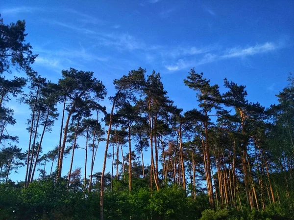 Dennenbos Snapshot Van Omzoomde Pijnbomen Met Struiken Een Achtergrond Van — Stockfoto