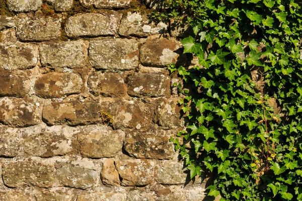 Dinding kasar dengan tanaman hedera Stok Foto