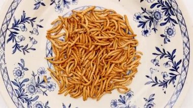 Mavi beyaz çanak dönen mealworms