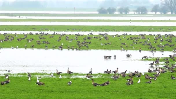 Las aves delta holandesas — Vídeos de Stock