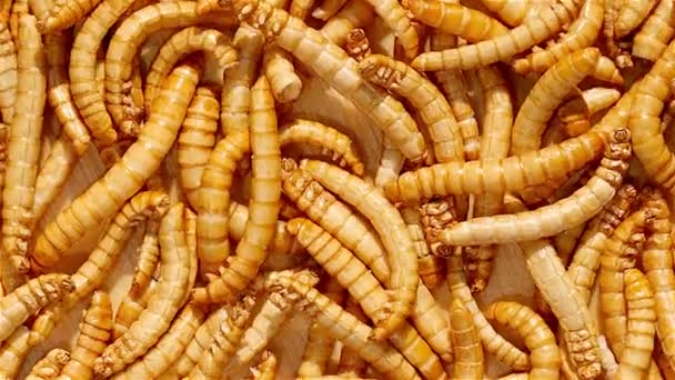 Sağlıklı mealworms kadar rotasyon kapatın — Stok video