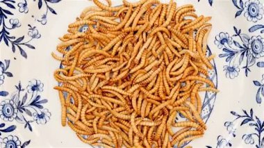 Mavi beyaz çanak dönen mealworms