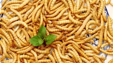 Mealworms çanak üzerinde dönen döngüsünü