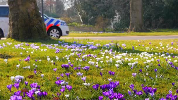Groningen, Hollandia - március, 2016: Holland rendőrség járőr nyilvános parkban tavasszal — Stock videók