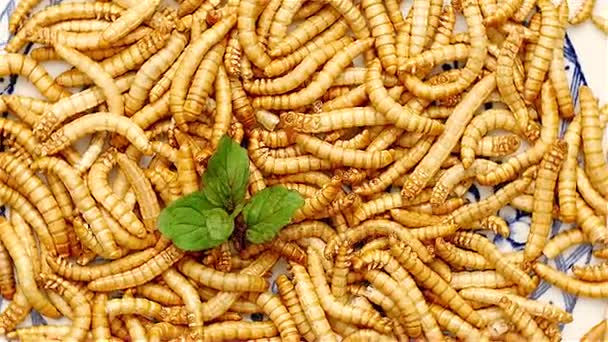 Loop of mealworms rotating on dish — Stock Video