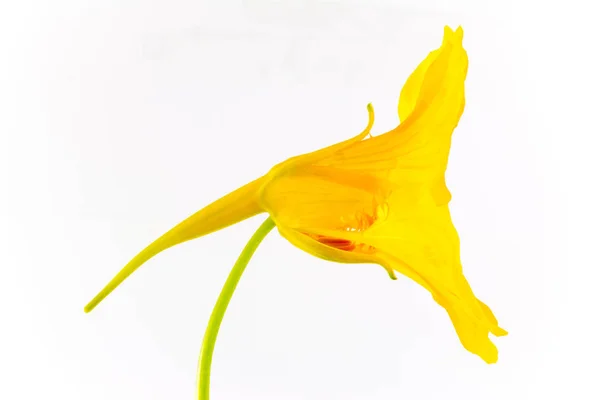 Flor amarela artística — Fotografia de Stock
