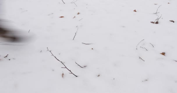 Man wandelen door sneeuw bos — Stockvideo