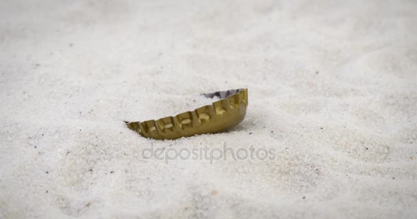 Begreppet förorening med öl locket på stranden — Stockvideo