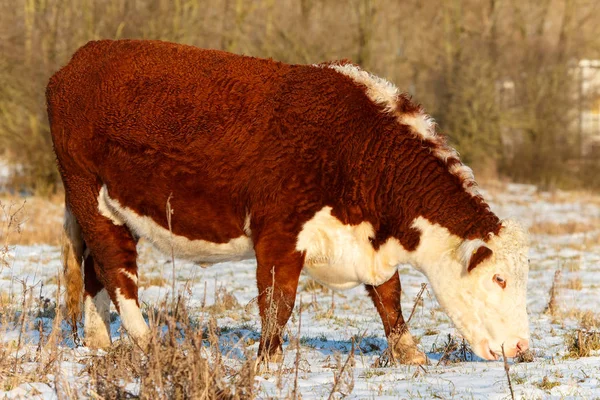 Schotse highland koeien grazen in de winter — Stockfoto