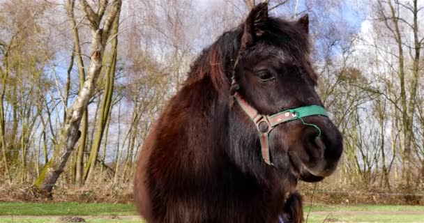 Shetlandský pony closeup jaro — Stock video