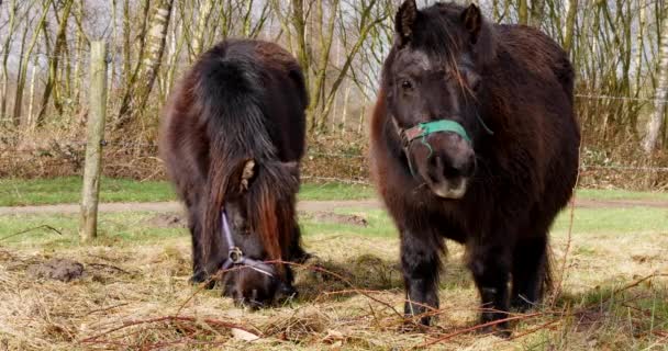 Deux poneys des Shetland mangeant 