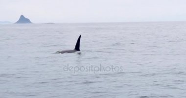 Orca agresiftirler Norveç Lofoten