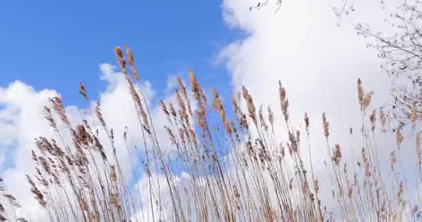 Schilfvegetation bewegt durch windblauen Himmel mit Wolken — Stockvideo