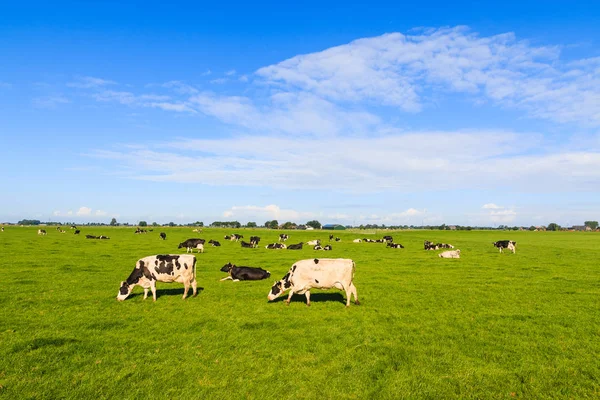 Koeien in een veld in de zomer — Stockfoto