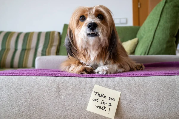 Dog Couch Sign Says Take Out Walk — Stock Photo, Image