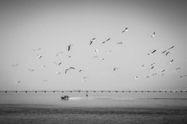 Aşağıdaki kuşlarla nehirde bir tekne.