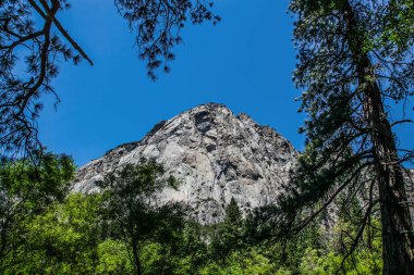 Kings Canyon Ulusal Parkı 'ndaki çam ağaçlarının arasından görünen granit dağ yüzü.